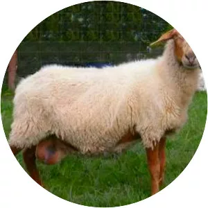 Awassi - Sheep breed