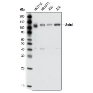 AXIN1 - Protein
