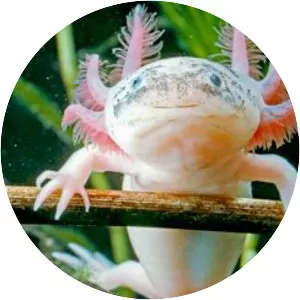 Axolotl
