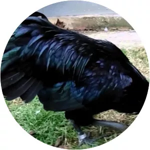 Ayam Cemani
