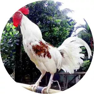 Ayam Ketawa