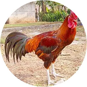 Ayam Pelung