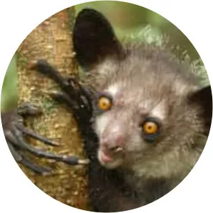 Aye-aye