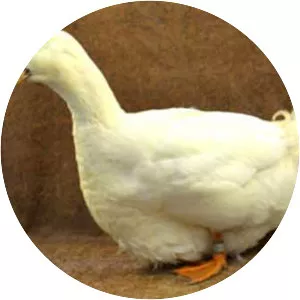 Aylesbury duck