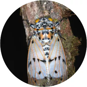 Ayuthia spectabile - 