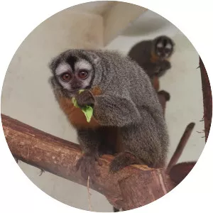 Azara's night monkey