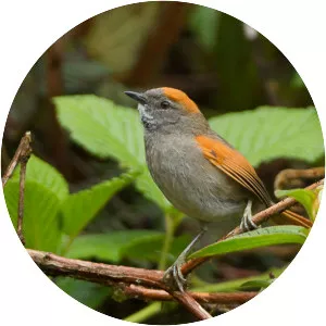 Azara's spinetail - Bird