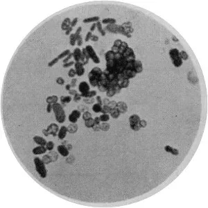 Azotobacter