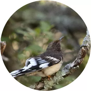 Aztec thrush - Bird