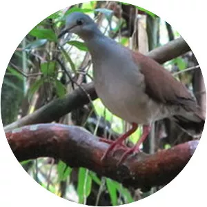 Azuero dove