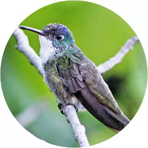 Azure-crowned hummingbird