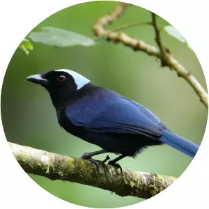 Azure-hooded jay - Bird