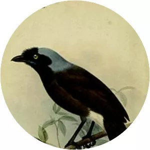 Azure-naped jay