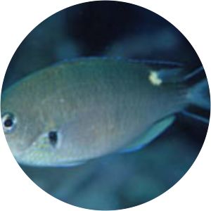 Azurina atrilobata - 