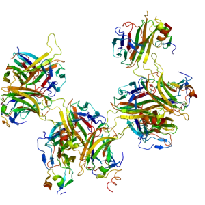B-cell maturation antigen