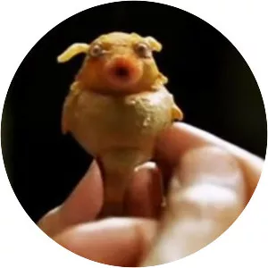 Babel Fish - Website