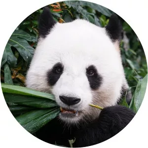 Babies of the ZooSince 2020