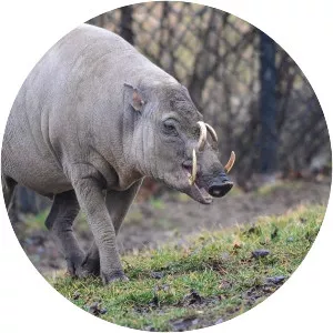 Babirusa