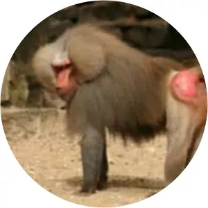 Baboons