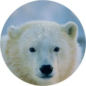 Baby Animals - Rock band