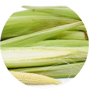 Baby corn photograph