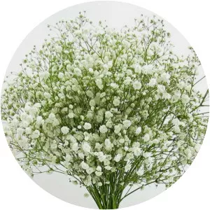 Baby's-breath