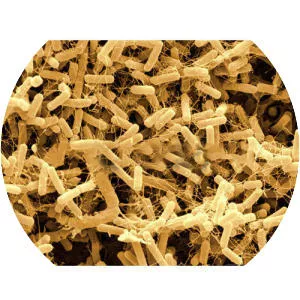 Bacillus amyloliquefaciens