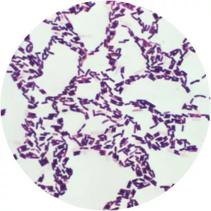 Bacillus coagulans