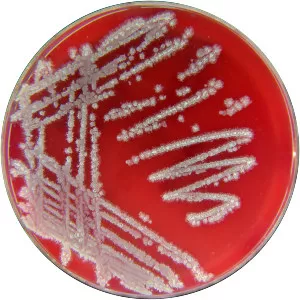 Bacillus licheniformis