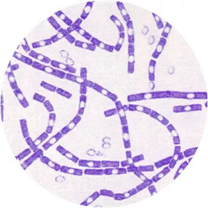 Bacillus