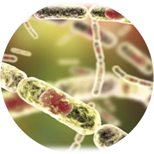 Bacillus stearothermophilus