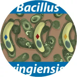 Bacillus thuringiensis