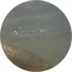 Backwoods Angler TV - 2016 ‧ 1 season