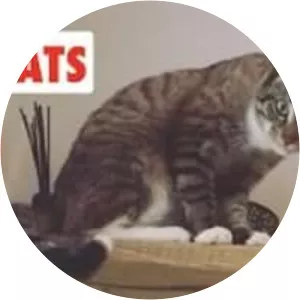 Bad, Bad Cats - Book by Roger McGough