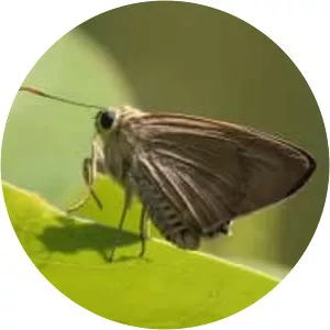 Badamia exclamationis