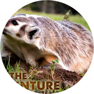 Badger El Camino: A Breaking Bad Movie - 