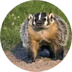 Badger El Camino: A Breaking Bad Movie