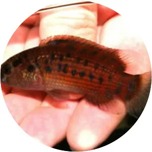 Badis assamensis - 