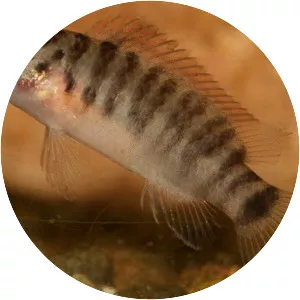 Badis juergenschmidti