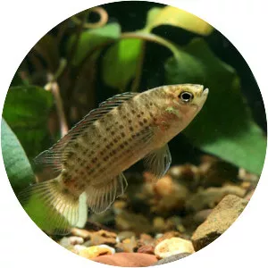 Badis siamensis