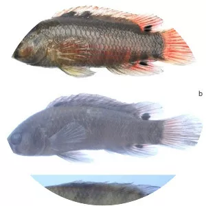 Badis singenensis - 