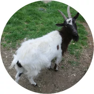 Bagot goat