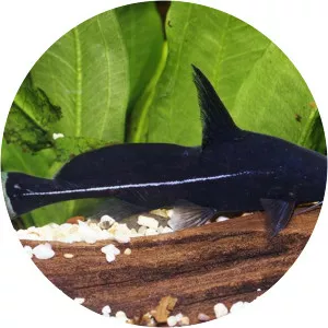 Bagrichthys hypselopterus - Fish