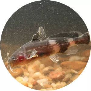 Bagrichthys obscurus