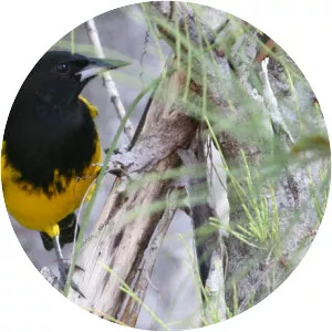 Bahama oriole