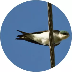 Bahama swallow
