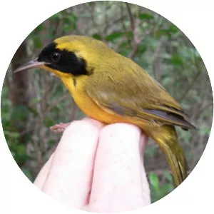 Bahama yellowthroat