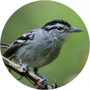 Bahia antwren - Bird