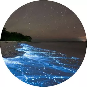 Bahía Bioluminiscente - 