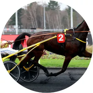 Bahia Quesnot - Horse